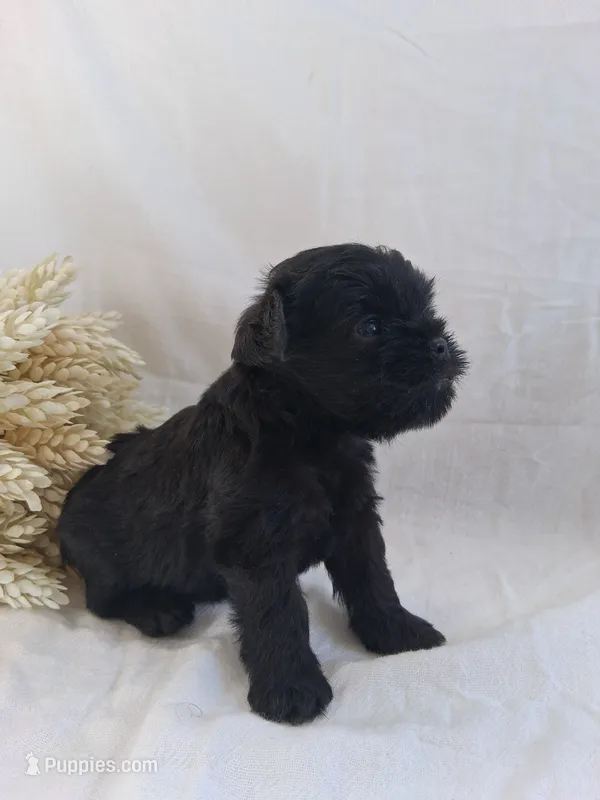 LLW JORDY – Affenpinscher puppy for sale in Odon, IN
