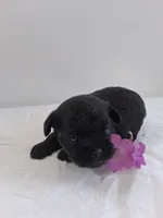 LLW JAMES, a male Affenpinscher for sale in Odon, IN – 2 of 6