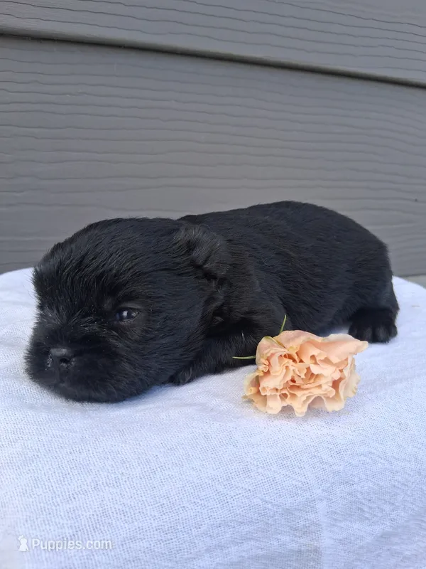 LLW JEFFERY – Affenpinscher puppy for sale in Odon, IN