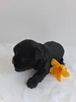 LLW JORDY, a male Affenpinscher for sale in Odon, IN – 3 of 8