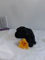 LLW JORDY, a male Affenpinscher for sale in Odon, IN – 5 of 8