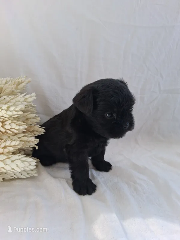 LLW JEFFERY – Affenpinscher puppy for sale in Odon, IN