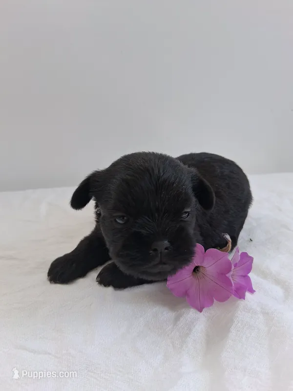 LLW JAMES – Affenpinscher puppy for sale in Odon, IN