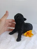 LLW JORDY, a male Affenpinscher for sale in Odon, IN – 4 of 8