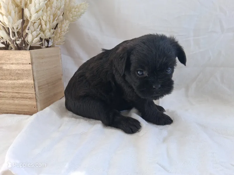 LLW JAMES – Affenpinscher puppy for sale in Odon, IN