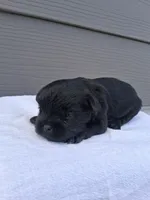 LLW JEFFERY, a male Affenpinscher for sale in Odon, IN – 3 of 6