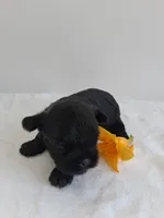LLW JORDY, a male Affenpinscher for sale in Odon, IN – 2 of 8