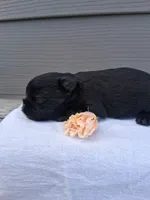 LLW JEFFERY, a male Affenpinscher for sale in Odon, IN – 6 of 6