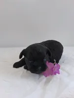 LLW JAMES, a male Affenpinscher for sale in Odon, IN – 4 of 6