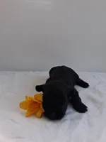 LLW JORDY, a male Affenpinscher for sale in Odon, IN – 6 of 8
