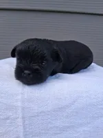 LLW JEFFERY, a male Affenpinscher for sale in Odon, IN – 5 of 6