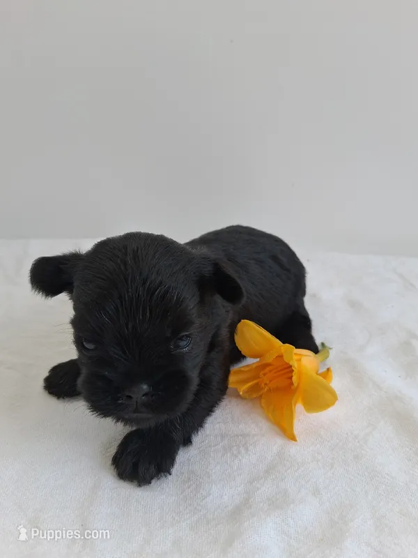 LLW JORDY – Affenpinscher puppy for sale in Odon, IN