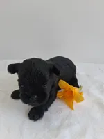 LLW JORDY, a male Affenpinscher for sale in Odon, IN – 1 of 8