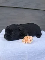 LLW JEFFERY, a male Affenpinscher for sale in Odon, IN – 4 of 6