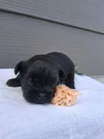 LLW JEFFERY, a male Affenpinscher for sale in Odon, IN – 2 of 6