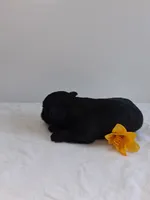 LLW JORDY, a male Affenpinscher for sale in Odon, IN – 7 of 8