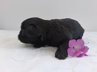 LLW JAMES, a male Affenpinscher for sale in Odon, IN – 5 of 6