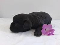 LLW JAMES, a male Affenpinscher for sale in Odon, IN – 3 of 6