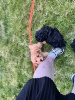 Apricot male poodle, a male Poodle - Miniature  for sale in Milton, DE – 5 of 5