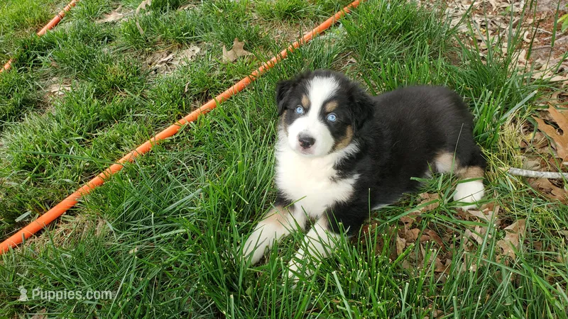 AKC River – Australian Shepherd puppy for sale in Milton, DE