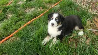 AKC River, a male Australian Shepherd for sale in Milton, DE – 1 of 1