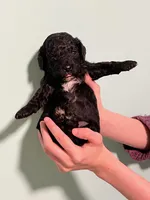 AKC Black Beauty, a male Poodle - Toy  for sale in Milton, DE – 3 of 8