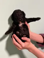 AKC Black Beauty, a male Poodle - Toy  for sale in Milton, DE – 4 of 8