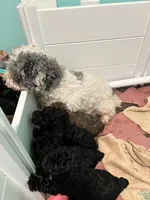 AKC Black Beauty, a male Poodle - Toy  for sale in Milton, DE – 7 of 8