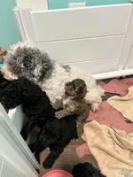 AKC Black Beauty, a male Poodle - Toy  for sale in Milton, DE – 8 of 8