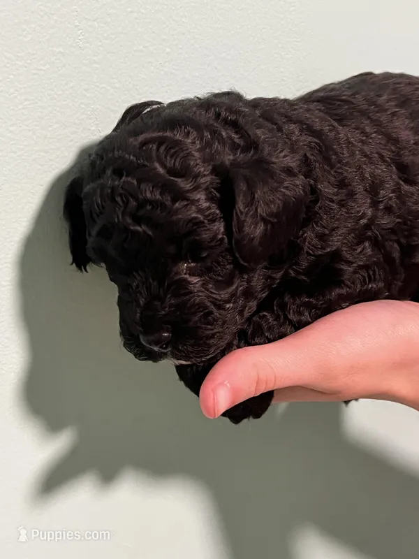 AKC Black Beauty – Poodle - Toy  puppy for sale in Milton, DE