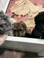 AKC Black Beauty, a male Poodle - Toy  for sale in Milton, DE – 6 of 8