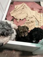 AKC Black Beauty, a male Poodle - Toy  for sale in Milton, DE – 5 of 8