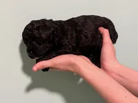 AKC Black Beauty, a male Poodle - Toy  for sale in Milton, DE – 2 of 8