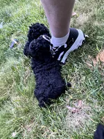 Midnight, a male Poodle - Miniature  for sale in Milton, DE – 5 of 10