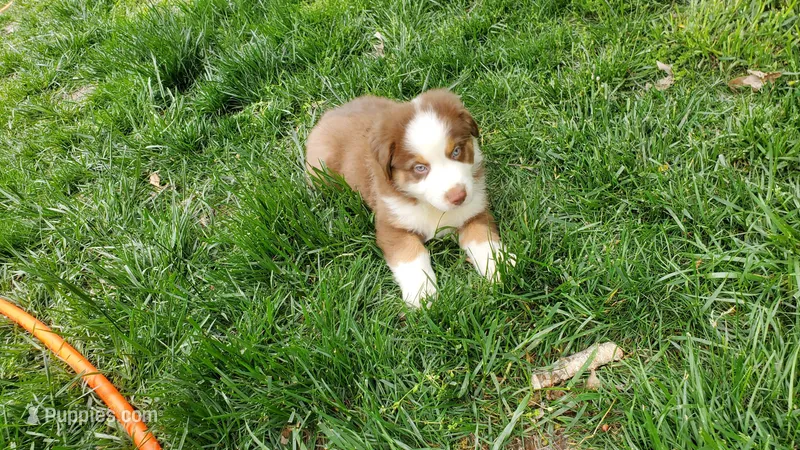 AKC Silo – Australian Shepherd puppy for sale in Milton, DE