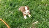 AKC Silo, a male Australian Shepherd for sale in Milton, DE – 1 of 1