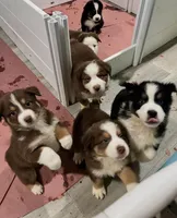 AKC Maple, a female Australian Shepherd for sale in Milton, DE – 2 of 2