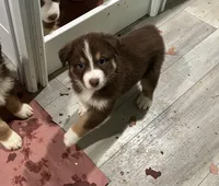 AKC Maple, a female Australian Shepherd for sale in Milton, DE – 1 of 2