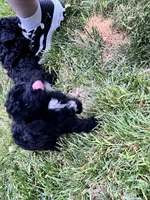 Midnight, a male Poodle - Miniature  for sale in Milton, DE – 2 of 10