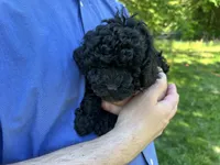 Midnight, a male Poodle - Miniature  for sale in Milton, DE – 8 of 10