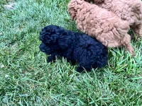 Midnight, a male Poodle - Miniature  for sale in Milton, DE – 3 of 10