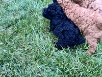Midnight, a male Poodle - Miniature  for sale in Milton, DE – 6 of 10