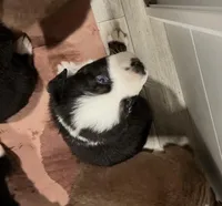 AKC Glass, a male Australian Shepherd for sale in Milton, DE – 3 of 3