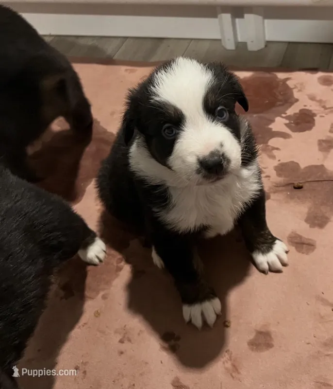 AKC Glass – Australian Shepherd puppy for sale in Milton, DE