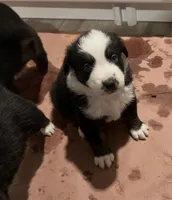 AKC Glass, a male Australian Shepherd for sale in Milton, DE – 1 of 3