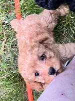 AKC Red Boy, a male Poodle - Toy  for sale in Milton, DE – 1 of 8
