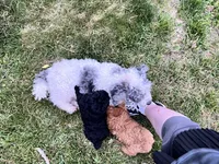 Midnight, a male Poodle - Miniature  for sale in Milton, DE – 9 of 10