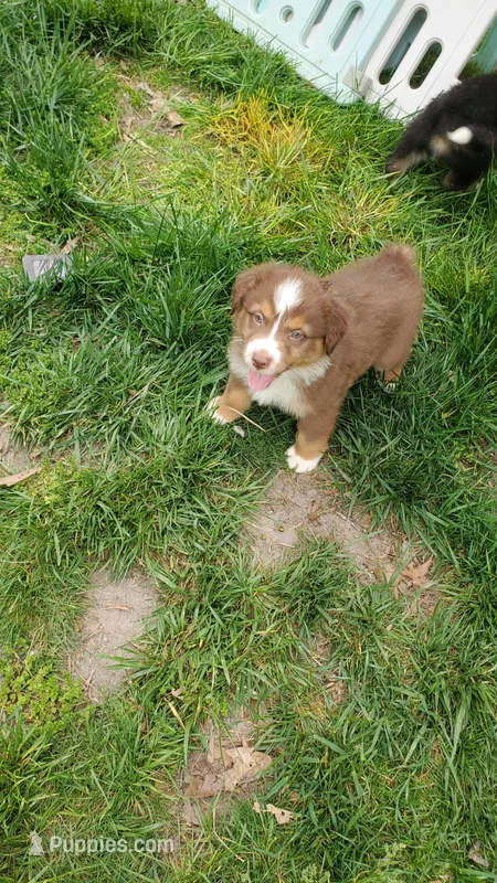 AKC Funnel – Australian Shepherd puppy for sale in Milton, DE