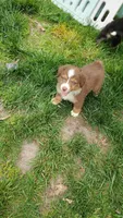 AKC Funnel, a male Australian Shepherd for sale in Milton, DE – 1 of 1