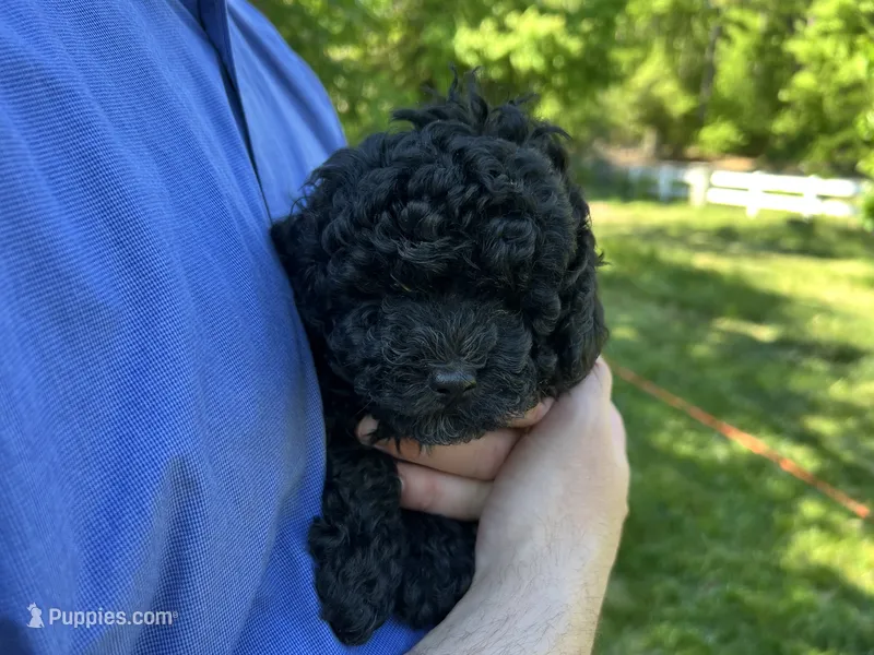 Midnight – Poodle - Miniature  puppy for sale in Milton, DE